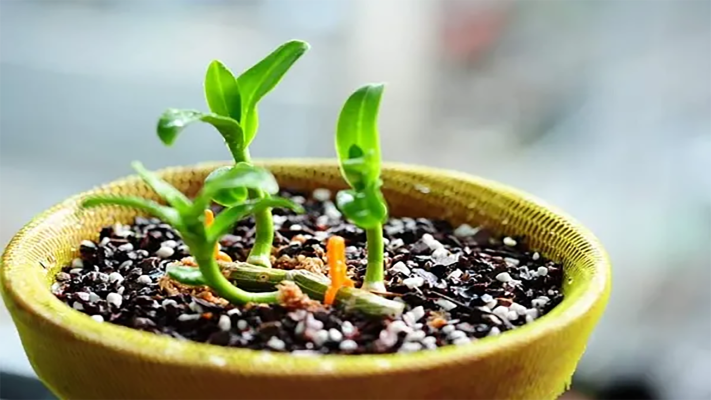 Tổng quan về giá thể trồng lan