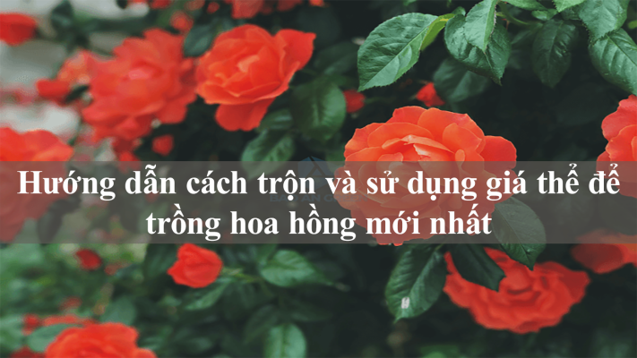 Hướng dẫn cách trộn và sử dụng giá thể để trồng hoa hồng mới nhất
