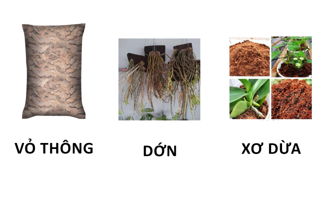 Vỏ thông-Dớn-Xơ dừa, mụn dừa