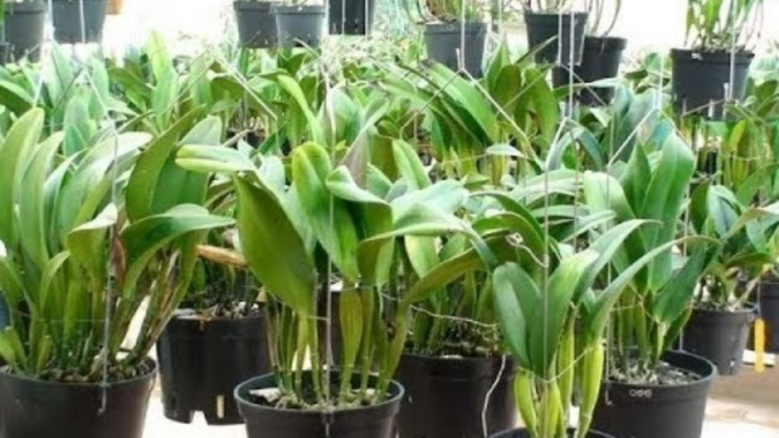 Giá thể trồng lan cattleya tốt nhất, giúp lan ra hoa đẹp và lâu
