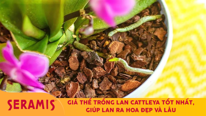 Giá thể trồng lan cattleya tốt nhất, giúp lan ra hoa đẹp và lâu
