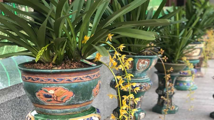 Tổng quan về giá thể trồng lan kiếm