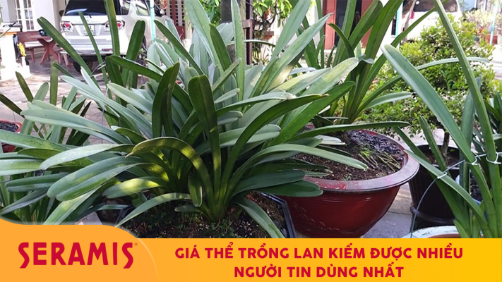 Giá thể trồng lan kiếm được nhiều người tin dùng nhất