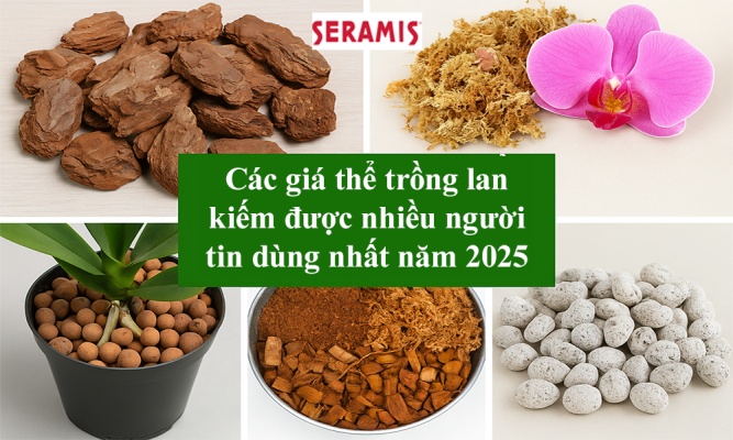 Các giá thể trồng lan kiếm được nhiều người tin dùng nhất năm 2025