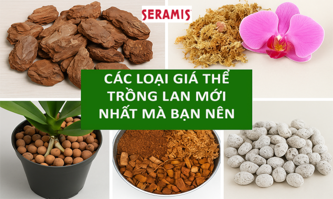 Các loại giá thể trồng lan mới nhất mà bạn nên biết