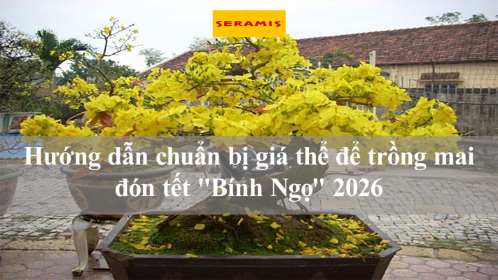 Hướng dẫn chuẩn bị giá thể để trồng mai đón tết "Bính Ngọ" 2026