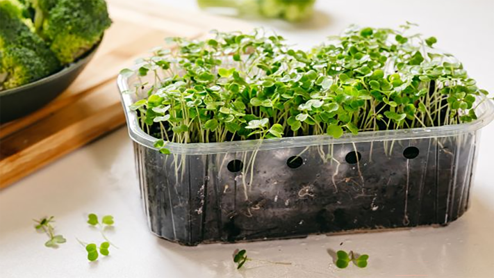 Giá thể trồng rau thủy canh là gì?