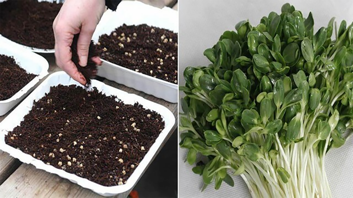 Ưu điểm khi sử dụng giá thể trong thủy canh