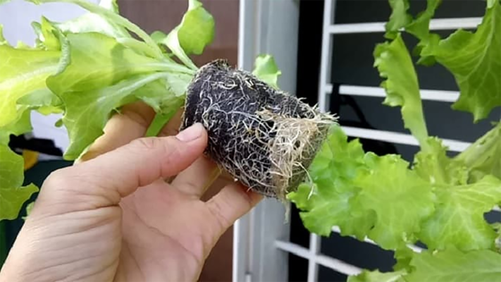 Giá thể trồng rau thủy canh là gì?
