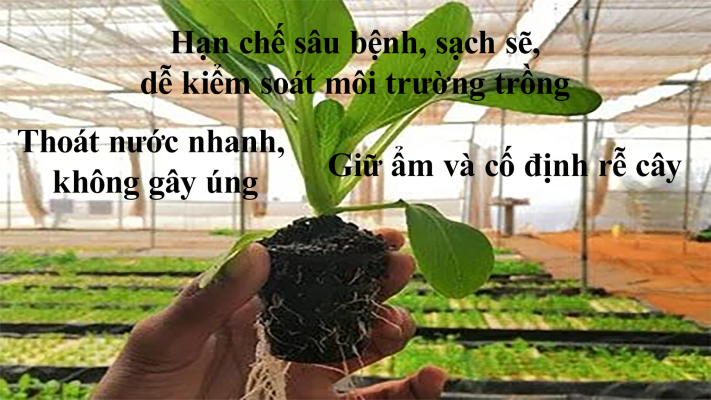 Ưu điểm khi sử dụng giá thể trong thủy canh