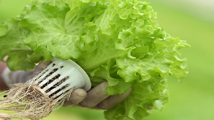 Một số lưu ý khi sử dụng giá thể trồng rau thủy canh