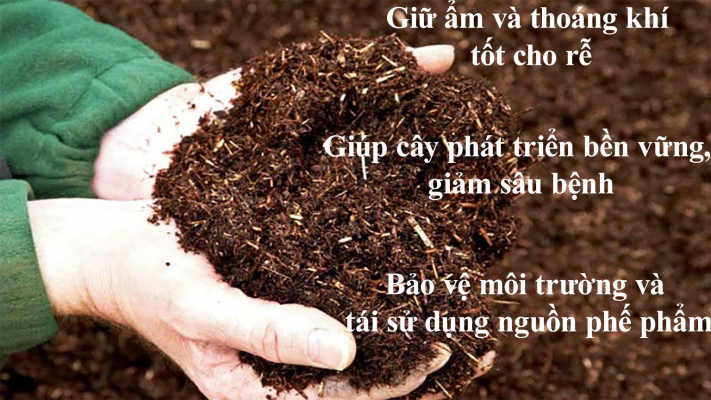 Tác dụng của giá thể xơ dừa trong trồng trọt