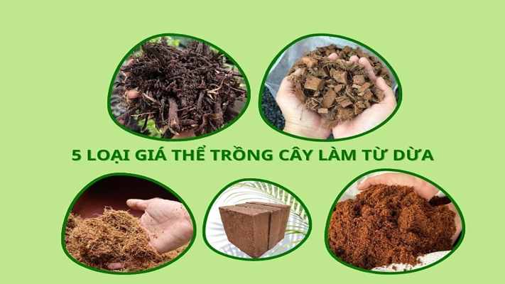 Các loại giá thể xơ dừa phổ biến hiện nay