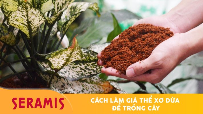 Hướng dẫn cách làm giá thể xơ dừa để trồng cây