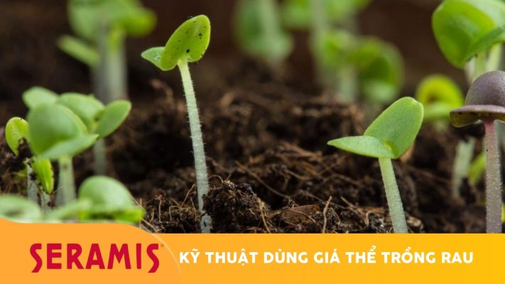 Giá thể trồng rau mầm