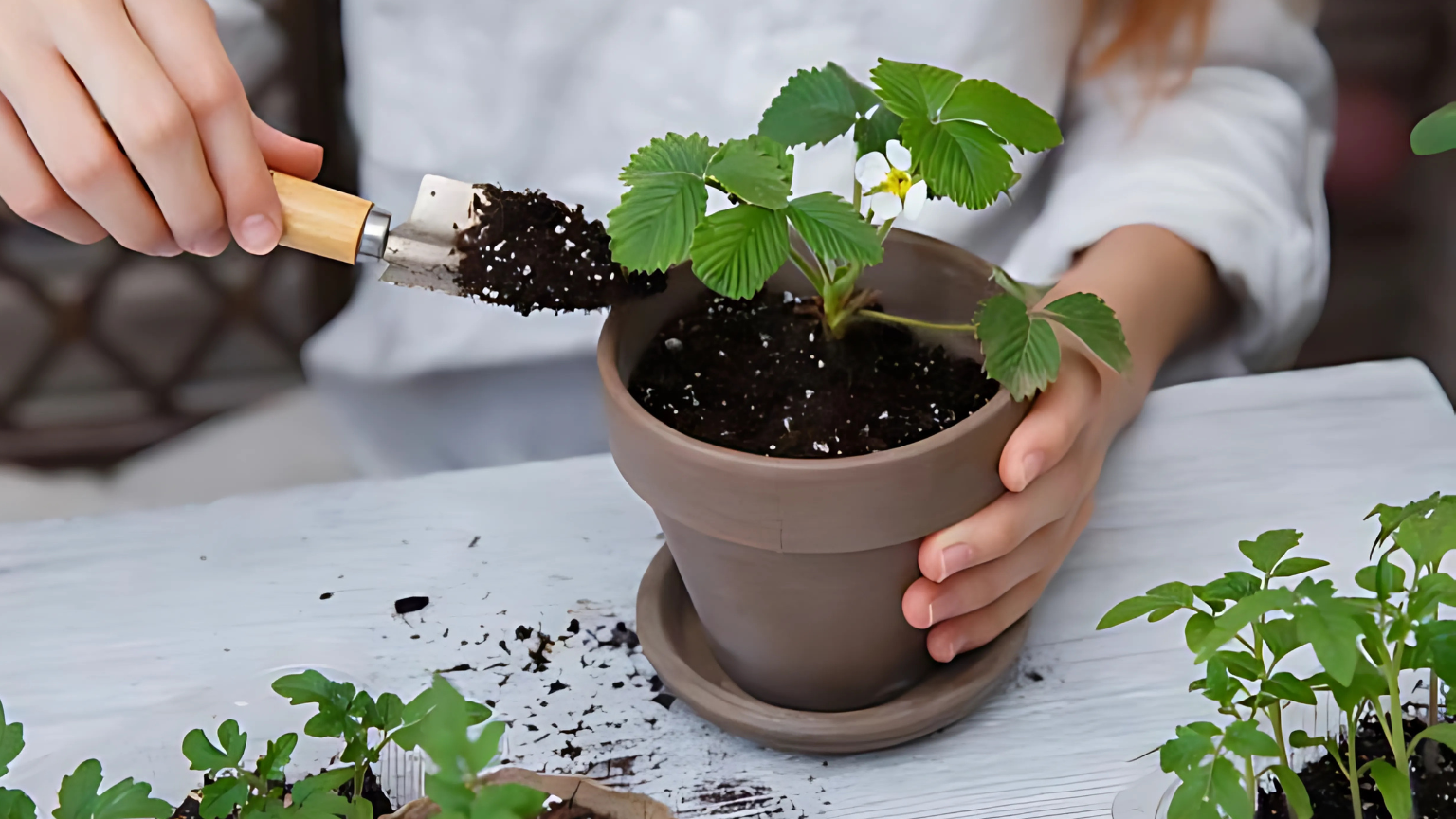 Dùng giá thể thay vì đất thường khi trồng dâu tây