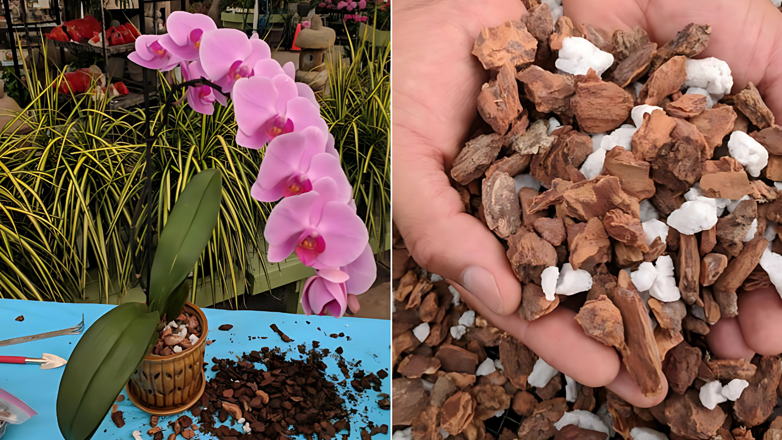 Tại sao nên chọn giá thể trồng lan cao cấp?