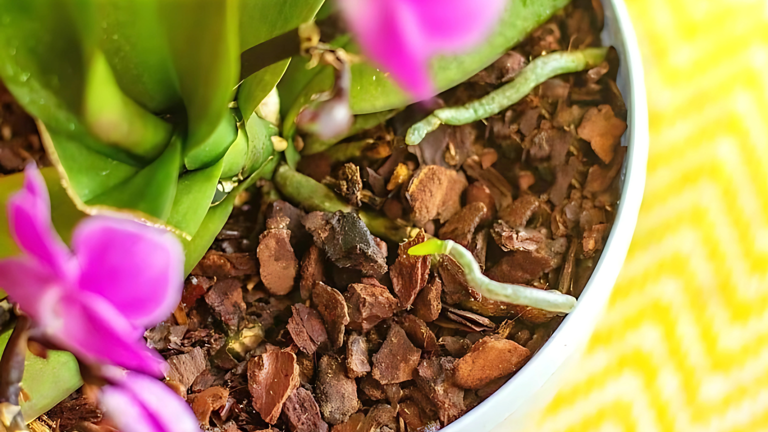 Bao lâu nên thay giá thể trồng lan?