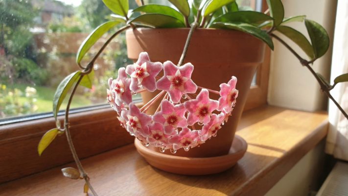 Phối trộn giá thể trồng lan cẩm cù với các vật liệu hữu cơ