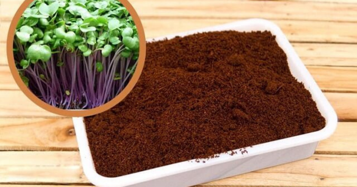 Giá thể từ mùn cưa giàu dinh dưỡng, giúp cây phát triển tốt