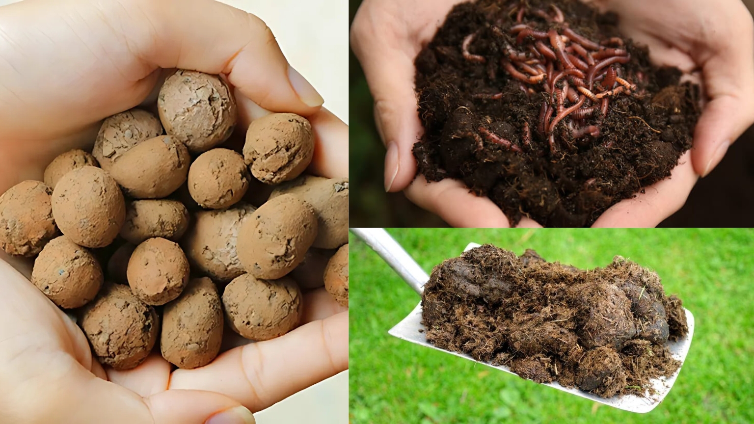 Giá thể đất nung phối trộn với phân trùn quế, phân bò hoai