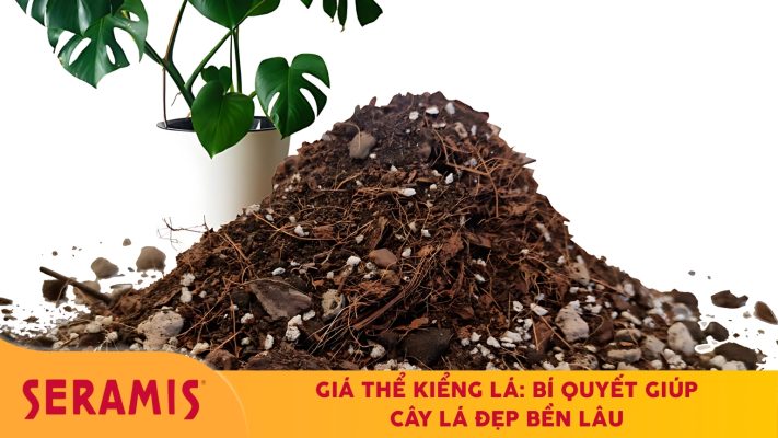 Giá thể kiểng lá giúp cây phát triển khỏe mạnh và bền màu khi trồng trong nhà