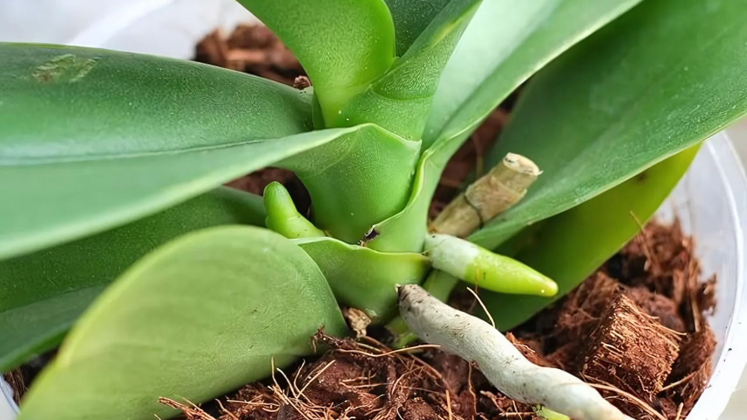 Chuẩn bị giá thể trồng lan hồ điệp đúng kỹ thuật