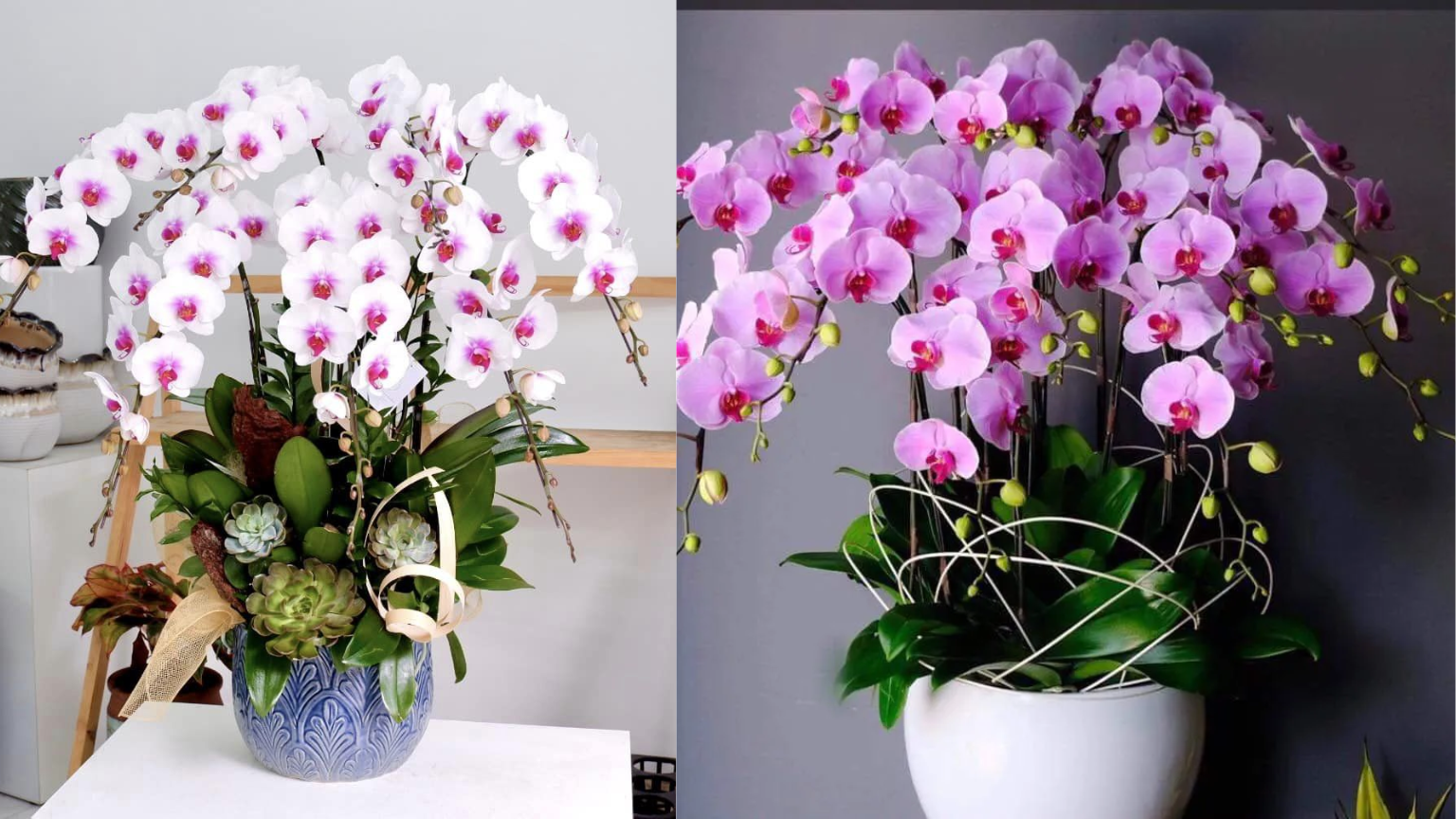 Đặc điểm lan hồ điệp