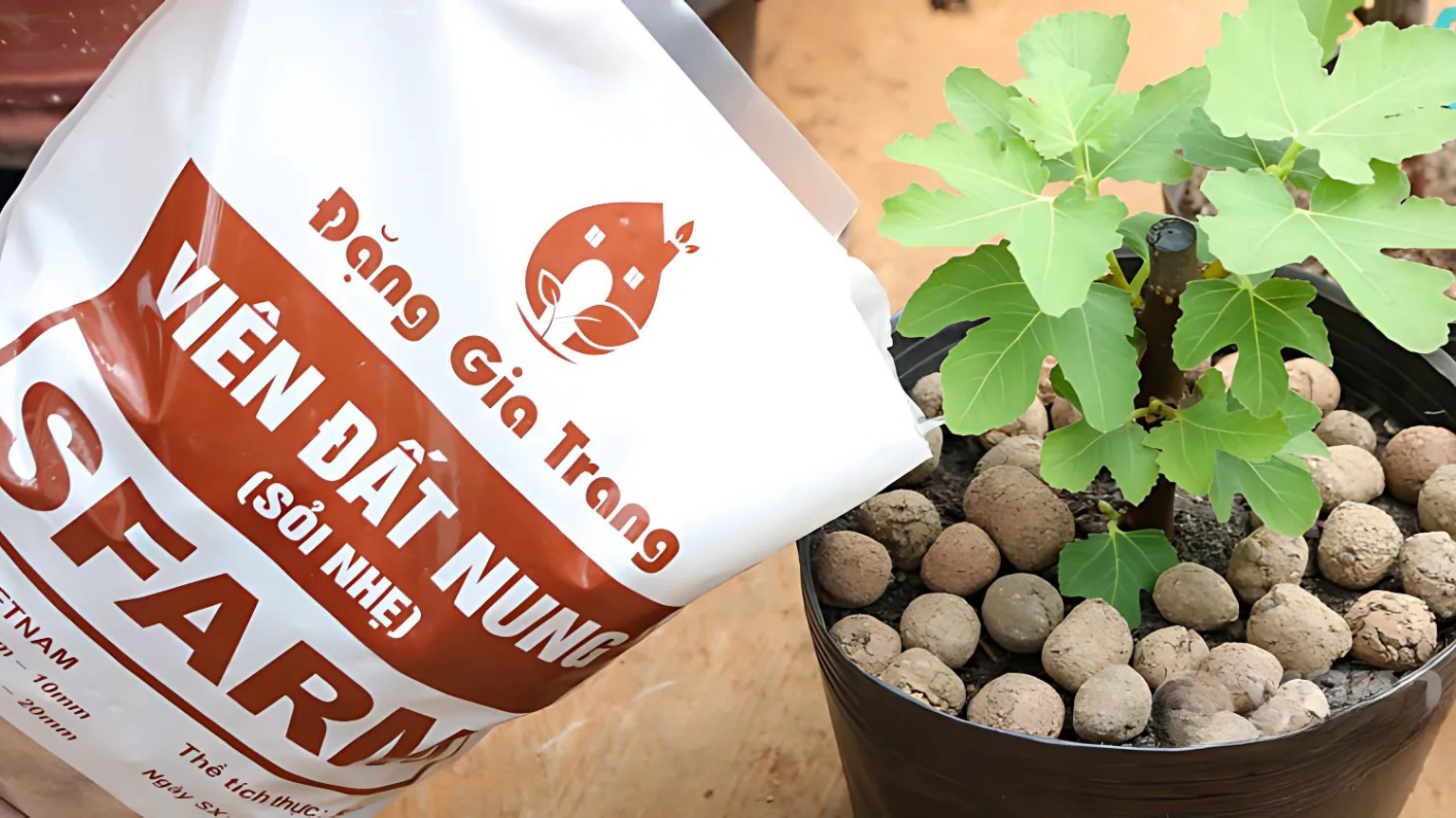 Viên đất nung giúp giữ oxy và độ ẩm xung quanh rễ