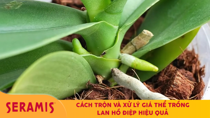 Giá thể trồng lan hồ điệp giúp ra hoa đẹp, nở to