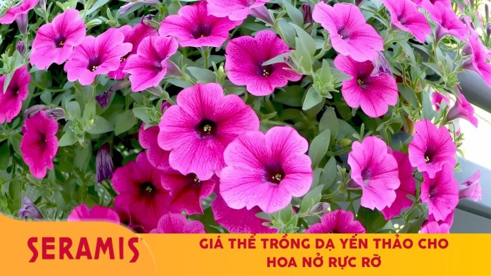 Giá thể trồng dạ yến thảo cho hoa nở rộ