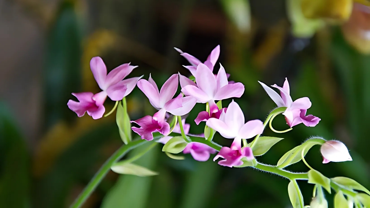 Đặc điểm của hoa lan bầu rượu