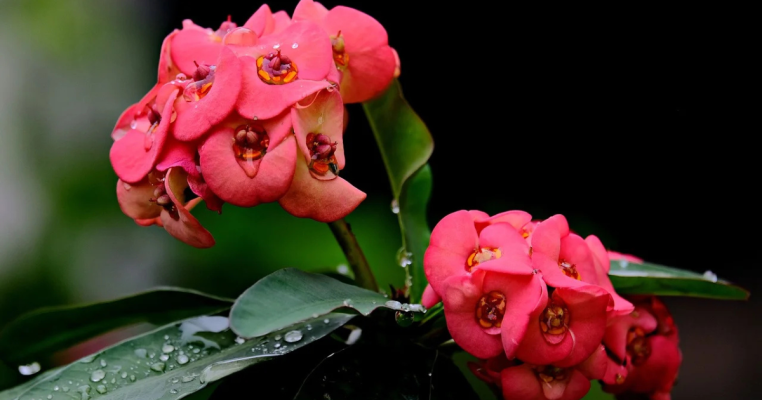 cách trồng xương rồng bát tiên