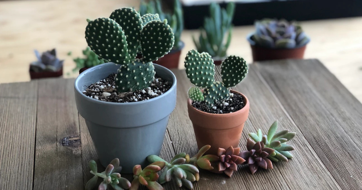 Cây xương rồng giúp không gian sống hài hòa