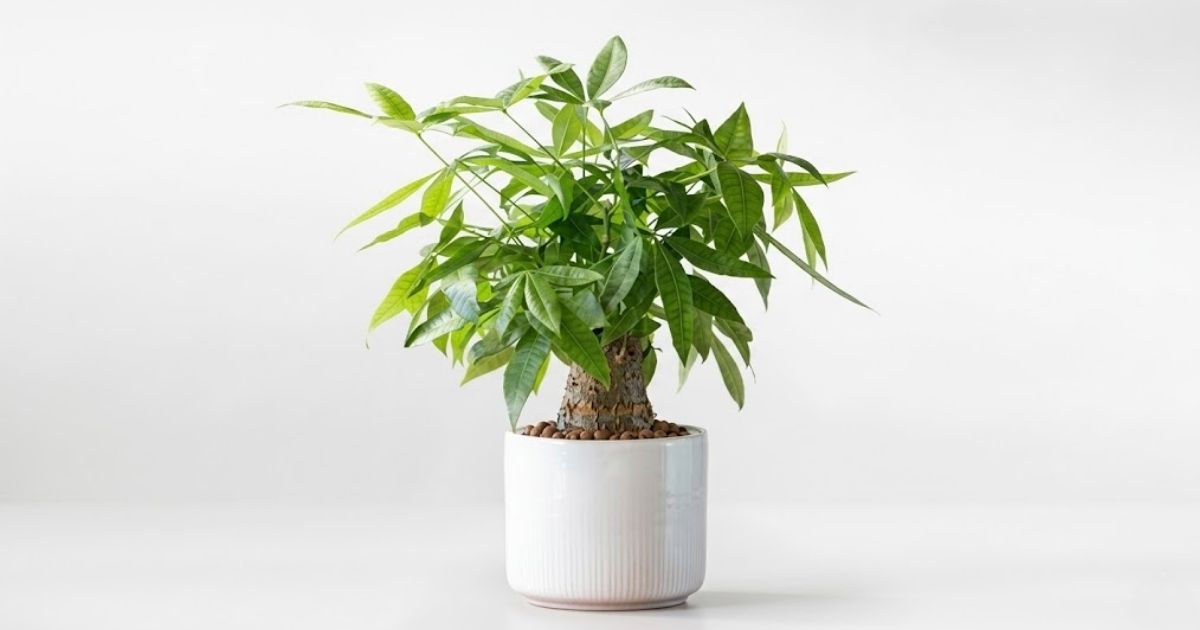 Cây kim ngân được nhiều người yêu thích vì hình dáng và ý nghĩa