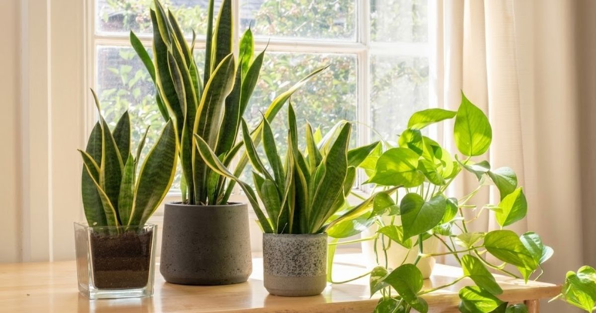 Cây lưỡi hổ không yêu cầu ánh sáng mạnh