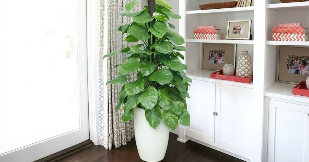 Cây được dùng để trang trí góc làm việc, phòng khách hoặc vị trí khác