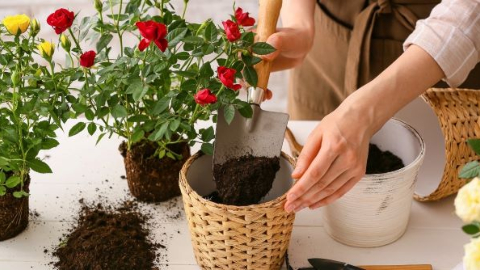 Hoa hồng leo cần trồng trong chậu có đáy sâu